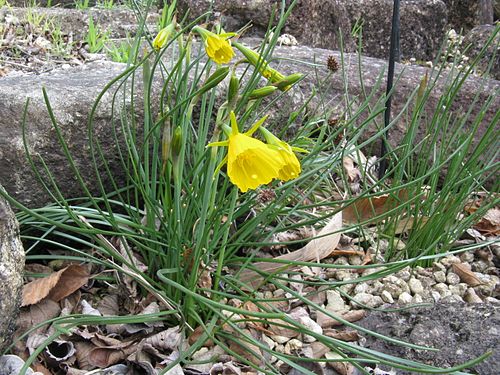 Narcissus bulbocodium